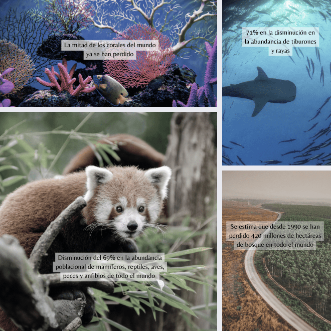 Cambio climático y biodiversidad